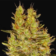 Crazy Miss Hyde cannabis plants in bloom, grown from Feminized seeds – ideal for home cultivation from Samsara