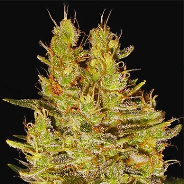 Crazy Miss Hyde cannabis plants in bloom, grown from Feminized seeds – ideal for home cultivation from Samsara