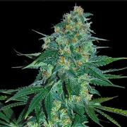 El Alquimista cannabis plants in bloom, grown from Feminized seeds – ideal for home cultivation from Samsara