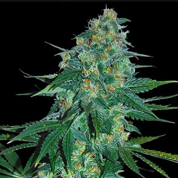 El Alquimista cannabis plants in bloom, grown from Feminized seeds – ideal for home cultivation from Samsara