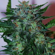 Flash Babylon Automatic cannabis plants in bloom, grown from Feminised seeds – ideal for home cultivation from Samsara