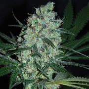 Green Love Potion cannabis plants in bloom, grown from Feminized seeds – ideal for home cultivation from Samsara