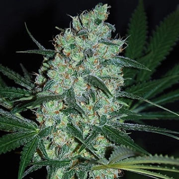 Green Love Potion cannabis plants in bloom, grown from Feminized seeds – ideal for home cultivation from Samsara