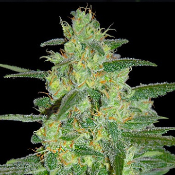 Holy Grail 69 cannabis plants in bloom, grown from Feminised seeds – ideal for home cultivation from Samsara