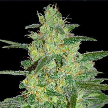 Holy Grail 69 cannabis plants in bloom, grown from Feminized seeds – ideal for home cultivation from Samsara