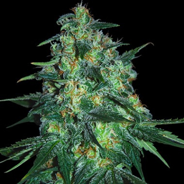 Jekyll Passion cannabis plants in bloom, grown from Feminised seeds – ideal for home cultivation from Samsara