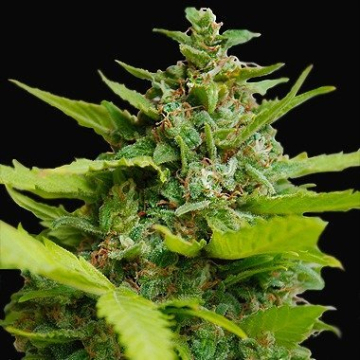 Kiss dragon cannabis plants in bloom, grown from Feminised seeds – ideal for home cultivation from Samsara