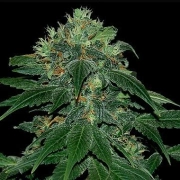 Punky Lion cannabis plants in bloom, grown from Feminized seeds – ideal for home cultivation from Samsara
