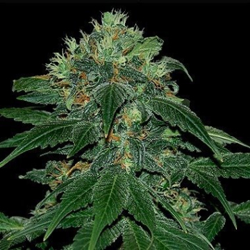 Punky Lion cannabis plants in bloom, grown from Feminised seeds – ideal for home cultivation from Samsara