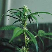 Sweet Sativa Special cannabis plants in bloom, grown from Regular seeds – ideal for home cultivation from Sativa SeedBank