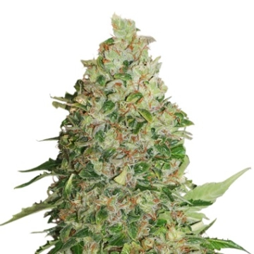 BCN Critical XXL cannabis plants in bloom, grown from Feminized seeds – ideal for home cultivation from Seed Stockers