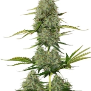 BCN Critical XXL Auto cannabis plants in bloom, grown from Automatic seeds – ideal for home cultivation from Seed Stockers