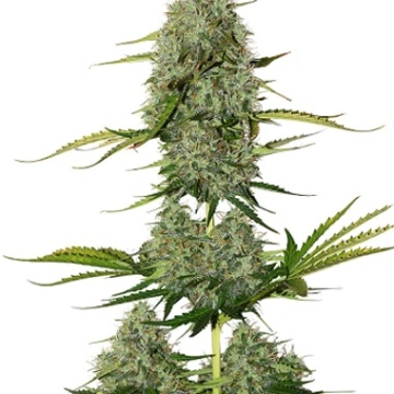 BCN Critical XXL Auto cannabis plants in bloom, grown from Automatic seeds – ideal for home cultivation from Seed Stockers