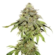 Cookies and Cream cannabis plants in bloom, grown from Feminized seeds – ideal for home cultivation from Seed Stockers