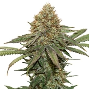 Fruit Cake cannabis plants in bloom, grown from Feminized seeds – ideal for home cultivation from Seed Stockers