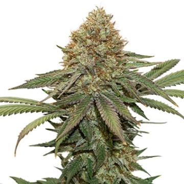 Fruit Cake cannabis plants in bloom, grown from Feminized seeds – ideal for home cultivation from Seed Stockers