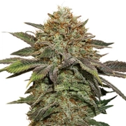 Fruit Cake Auto cannabis plants in bloom, grown from Automatic seeds – ideal for home cultivation from Seed Stockers