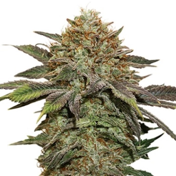 Fruit Cake Auto cannabis plants in bloom, grown from Automatic seeds – ideal for home cultivation from Seed Stockers