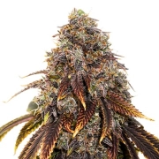 Gelato 41 cannabis plants in bloom, grown from Feminized seeds – ideal for home cultivation from Seed Stockers