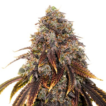 Gelato 41 cannabis plants in bloom, grown from Feminised seeds – ideal for home cultivation from Seed Stockers