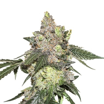Girl Scout Cookies cannabis plants in bloom, grown from Feminized seeds – ideal for home cultivation from Seed Stockers