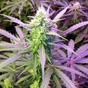 Girl Scout Cookies Auto cannabis plants in bloom, grown from Automatic seeds – ideal for home cultivation from Seed Stockers