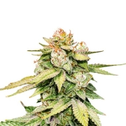Gorilla Glue Auto – Seed Stockers – Autoflowering – Product view 2