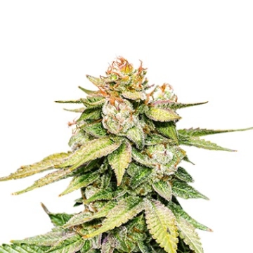 Gorilla Glue Auto cannabis plants in bloom, grown from Automatic seeds – ideal for home cultivation from Seed Stockers