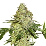 Maple Sherbet cannabis plants in bloom, grown from Feminized seeds – ideal for home cultivation from Seed Stockers