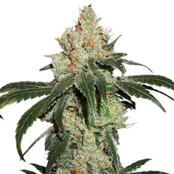 Nicole Cream cannabis plants in bloom, grown from Feminized seeds – ideal for home cultivation from Seed Stockers