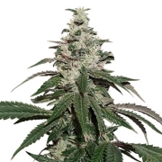 Nicole Cream Auto cannabis plants in bloom, grown from Automatic seeds – ideal for home cultivation from Seed Stockers