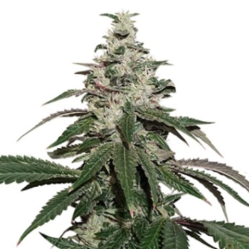 Nicole Cream Auto cannabis plants in bloom, grown from Automatic seeds – ideal for home cultivation from Seed Stockers