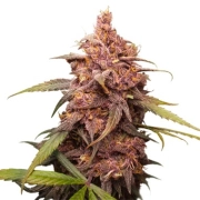 Purple Punch – Seed Stockers – Feminized – Product view 2
