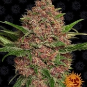 Purple Punch Auto – Seed Stockers – Autoflowering