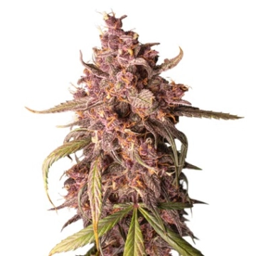 Purple Punch Auto cannabis plants in bloom, grown from Automatic seeds – ideal for home cultivation from Seed Stockers