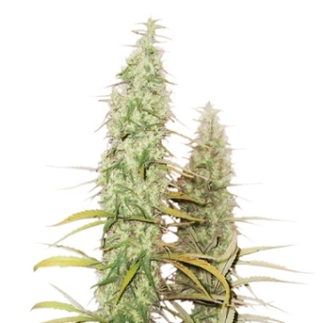 Santa Marta Haze Auto cannabis plants in bloom, grown from Automatic seeds – ideal for home cultivation from Seed Stockers
