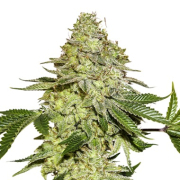Sherbet cannabis plants in bloom, grown from Feminised seeds – ideal for home cultivation from Seed Stockers