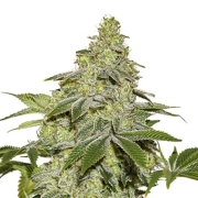 Sherbet Auto cannabis plants in bloom, grown from Automatic seeds – ideal for home cultivation from Seed Stockers