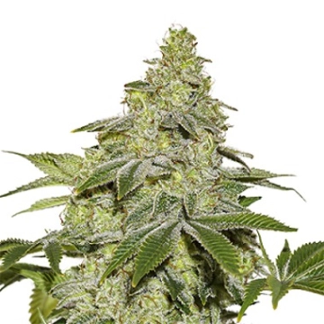 Sherbet Auto cannabis plants in bloom, grown from Automatic seeds – ideal for home cultivation from Seed Stockers