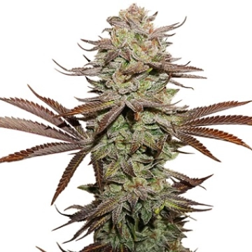 Sticky Fingers Auto cannabis plants in bloom, grown from Automatic seeds – ideal for home cultivation from Seed Stockers