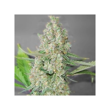 Super Skunk cannabis plants in bloom, grown from Feminized seeds – ideal for home cultivation from Seed Stockers