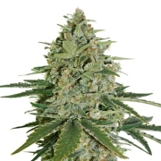 Super Skunk Auto – Seed Stockers – Autoflowering – Product view 2