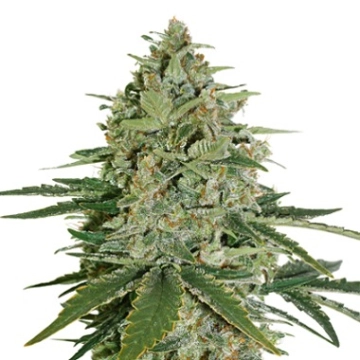 Super Skunk Auto cannabis plants in bloom, grown from Automatic seeds – ideal for home cultivation from Seed Stockers