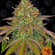 Wedding Cake cannabis plants in bloom, grown from Feminized seeds – ideal for home cultivation from Seed Stockers