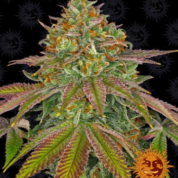 Wedding Cake cannabis plants in bloom, grown from Feminised seeds – ideal for home cultivation from Seed Stockers