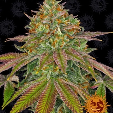 Wedding Cake cannabis plants in bloom, grown from Feminized seeds – ideal for home cultivation from Seed Stockers