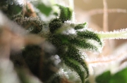 Amnesia Auto Feminized  cannabis plants in bloom, grown from Automatic seeds – ideal for home cultivation from Seedsman