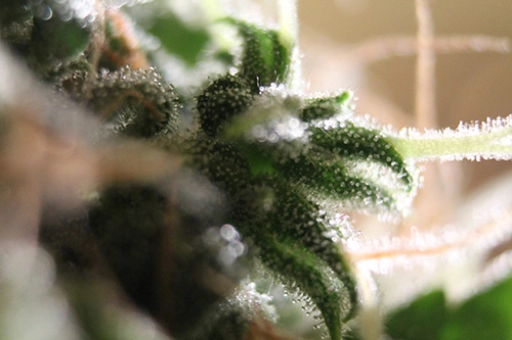 Amnesia Auto Feminized – Seedsman – Autoflowering