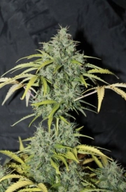 Amnesia cannabis plants in bloom, grown from Regular seeds – ideal for home cultivation from Seedsman