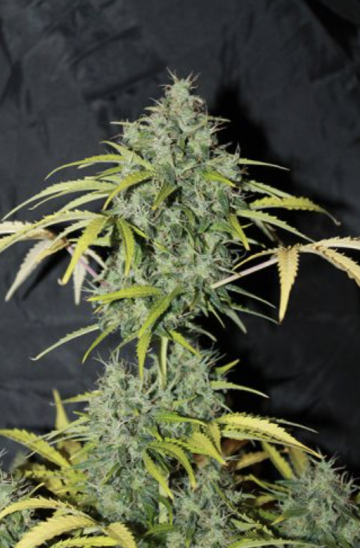 Amnesia cannabis plants in bloom, grown from Regular seeds – ideal for home cultivation from Seedsman